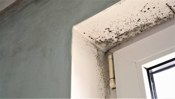 Best Emergency Mold Remediation  in Armonk, NY