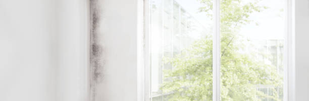 Best Black Mold Removal  in Armonk, NY